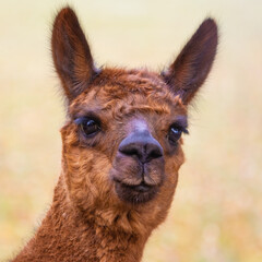 Obraz premium Closeup portrait of a happy looking brown alpaca