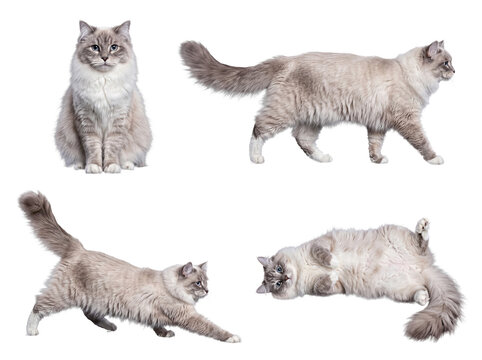 Beautiful Ragdoll cat in elegant and playful poses, showcasing its fluffy coat and blue eyes, isolated on transparent.