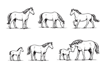 Fototapeta premium black and white illustration set of horses in various poses, including standing, grazing, walking, and a mare with a foal.