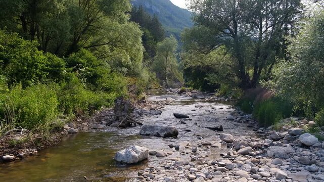 River in the mountain forest, a wild stream flowing through the rocks on a sunny summer day