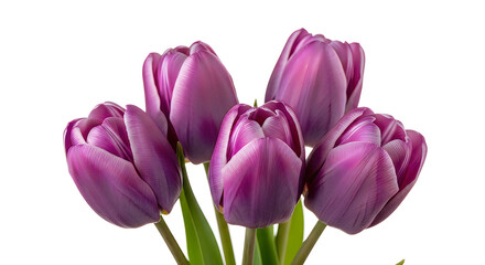 Obraz premium A vibrant cluster of purple tulips in full bloom against a white background