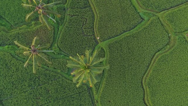 Aerial top down view of mancingan rice terrace in bali