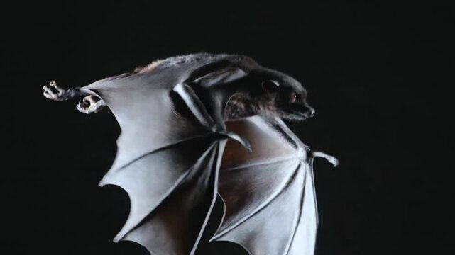 Large Fruit Bat Flying Fox in Midair Flight with Wings Spread Against a Solid Black Background Nocturnal Wildlife Photography