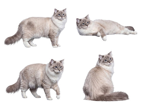 Multiple elegant Ragdoll cats displaying various poses, isolated on a transparent background.