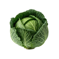 Fototapeta premium Fresh whole green cabbage head
