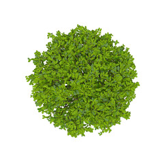 Naklejka premium bush, top view, isolate on a transparent background, 3D illustration, cg render