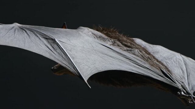 Close Up View of a Fruit Bat Spreading its Wings in Flight Against a Dark Background