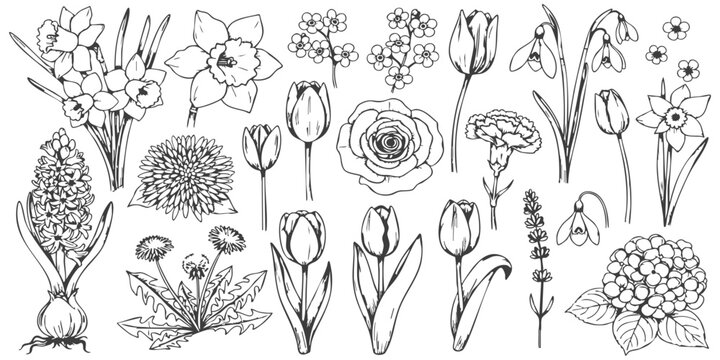 Collection of detailed botanical line art spring flowers and floral elements vector illustration