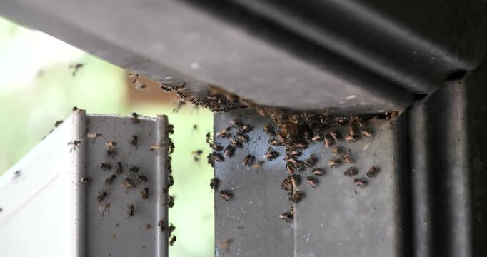 Stingless bees are building nests on house doors; stingless honey bees and the ecosystem.