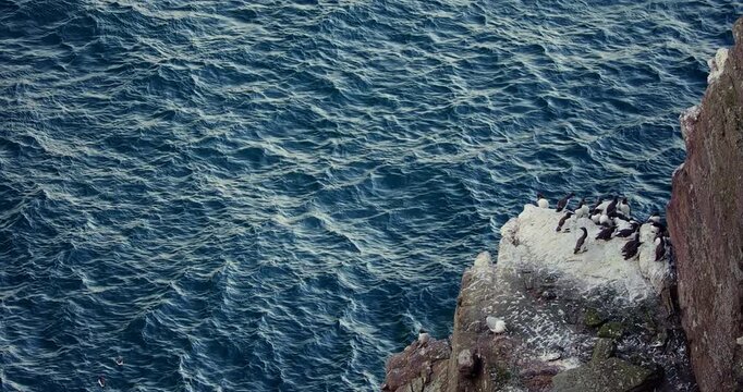 Seabird Colony on Rocky Cliff Above Ocean, Wide Coastal Wildlife Shot
