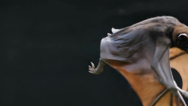 Large Fruit Bat Flying with Wings Spread Wide Against Dark Background - Flying Fox Nocturnal Mammal in Flight Close Up Nature Photography