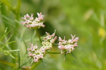 Fototapeta premium Narrowleaf Milkweed, also known as Mexican Whorled Milkweed, a delicate perennial herb with slender leaves, supporting pollinators and thriving in natural wild habitats.