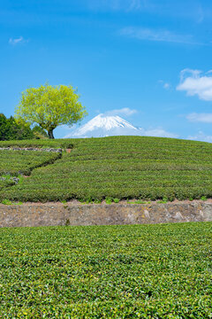 茶畑　富士山　青空