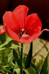 Tulipan © Dariusz Dziuda