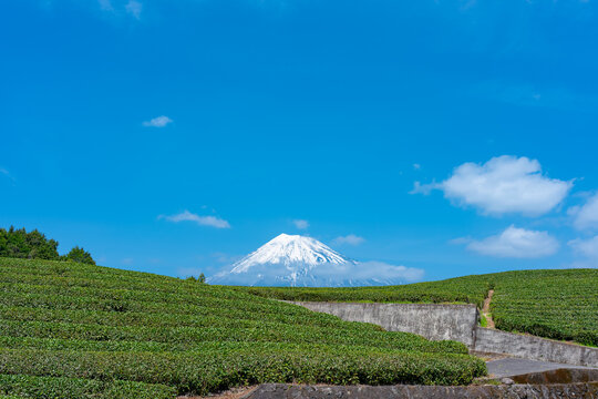 茶畑　富士山　青空