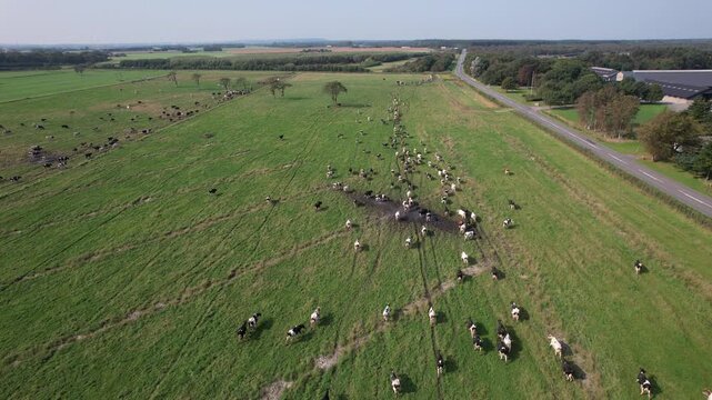Aerial top view of cows walking across green pasture, dairy cattle grazing in rural farmland