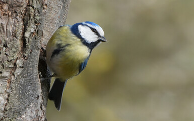Obraz premium a colorful eurasian blue tit (cyanistes caeruleus) clinging to the bark of a tree.