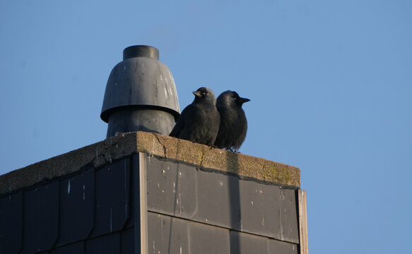 two western jackdaws (coloeus monedula) sitting together on top of a chimney against a blue sky.