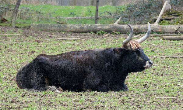 a black heck cattle (bos primigenius taurus) with large horns resting on a green meadow.