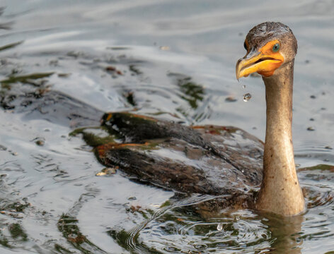 Anhinga bird up close swimming on a lake