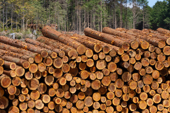 貯木場　林業　丸太