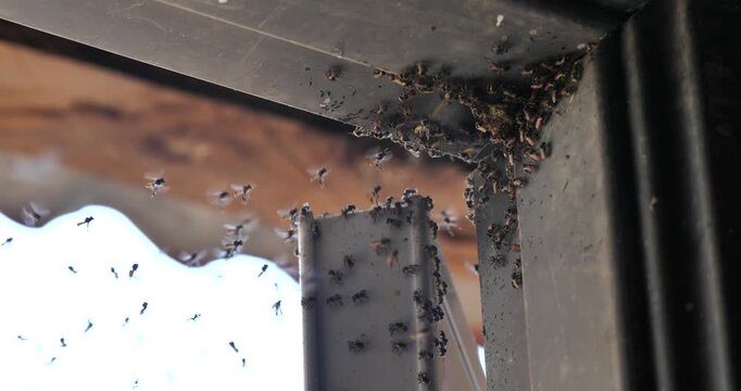 Stingless bees are building nests on house doors; stingless honey bees and the ecosystem.
