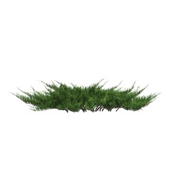 Naklejka premium bush isolated on white background, 3D illustration, cg render 
