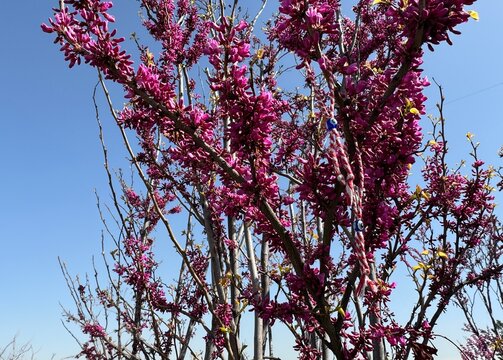 Martenitsa bracelets with evil eye beads tied to the branches of the Judas tree (Cercis siliquastrum), believed to protect against the evil eye. The Judas tree, or redbud, features dense pink-purple.