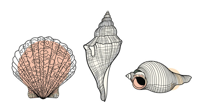 Three differently shaped seashells including a scallop, a spiralled conch, and a snail shell in a line art style.