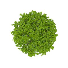 Obraz premium bush, top view, isolated on white background, 3D illustration, cg render