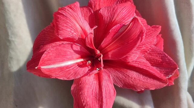 Hippeastrum amaryllis Pink Symphony. Large blooming flower pink color. Large blooming flower with pink red petals. Perennial bulbous flower. Decorative houseplant. Inflorescence of blossoming flower