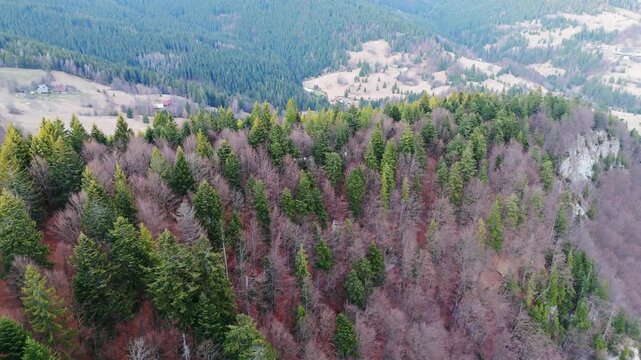 Aerial View of Mixed Forest on Mountain Ridge in Early Spring