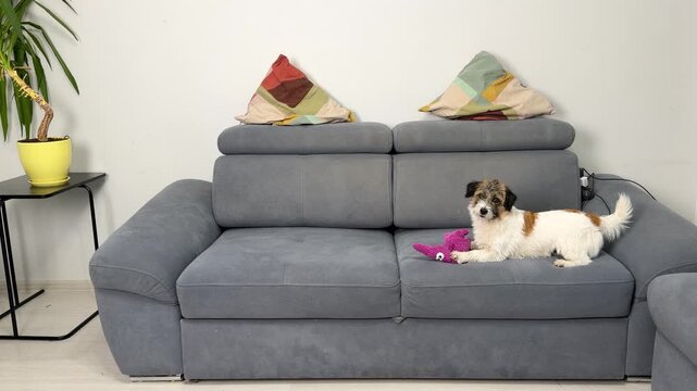 A cute scruffy dog, a Jack Russell Terrier mix, lies on a modern grey couch. The happy pet pants with its tongue out, relaxing at home with a pink toy. A calm, domestic scene