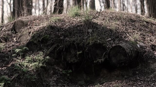 Soldiers dug a trench and a defensive trench in the forest. A battlefield during the war in Europe. Earth and wood protection for an army soldier. A shelter and cave during a political crisis
