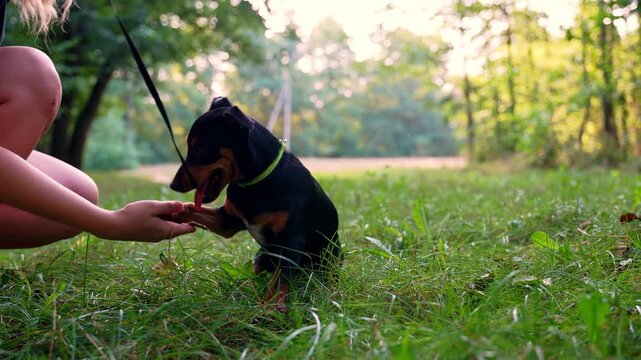 Unrecognizable animal trainer play with smart cheerful pet Deutscher Jagdterrier dog outside during summertime. Terrier carries out the command GIVE PAW on grass lawn during summer. Pet humanization