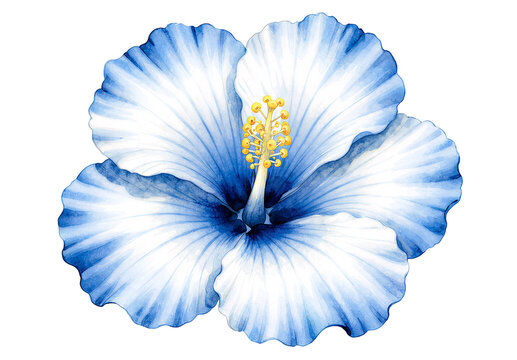 Watercolor blue and white hibiscus flower illustration isolated on black background