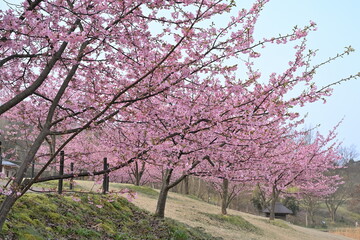 Fototapeta premium 河津桜の花と園内の遊歩道（新潟県新潟市秋葉区新津）