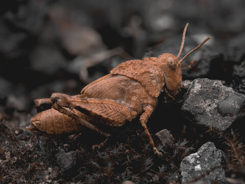Makroaufnahme einer perfekt getarnten Dornschrecke (Tetrix sp.) auf bemoostem Waldboden