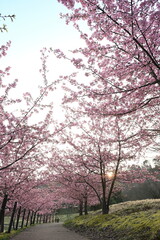 Fototapeta premium 河津桜の花と園内の遊歩道（新潟県新潟市秋葉区新津）