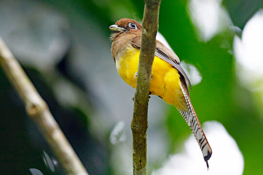 Schwarzkehltrogon