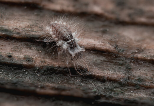 Makroaufnahme einer Florfliegenlarve (Netzfl&uuml;gler) auf strukturierter Baumrinde