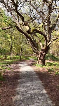 Epping Forest Path and Trees Aerial 4K