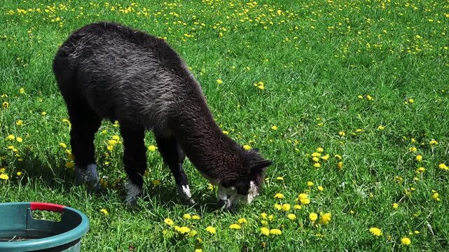 alpaka tier natur lama