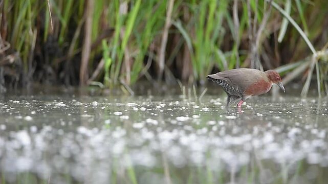 Nature wildlife footage of Ruddy-breasted Crake (Zapornia fusca) foraging in shallow water.