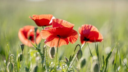 Naklejka premium Vibrant red poppies bloom in a sunlit green meadow with soft focus background