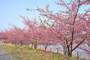 Fototapeta premium 河津桜の花と園内の遊歩道（新潟県新潟市秋葉区新津）