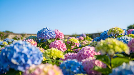 Obraz premium Hydrangea a genus of more than 70 species of flowering plants 