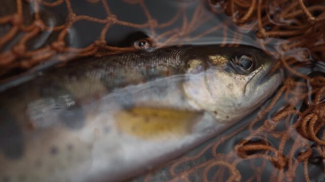 Wid Amago trout in a handcrafted wooden landing net, cinematic close-up in a mountain stream. ハンドメイドのランディングネットに収まった天然アマゴのクローズアップ、山岳渓流にて。