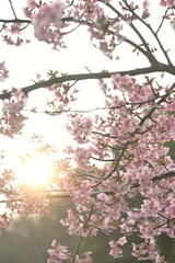 Fototapeta premium 見上げた河津桜の花と朝日（新潟県新潟市秋葉区新津）