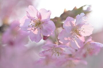 Fototapeta premium 河津桜のクローズアップ